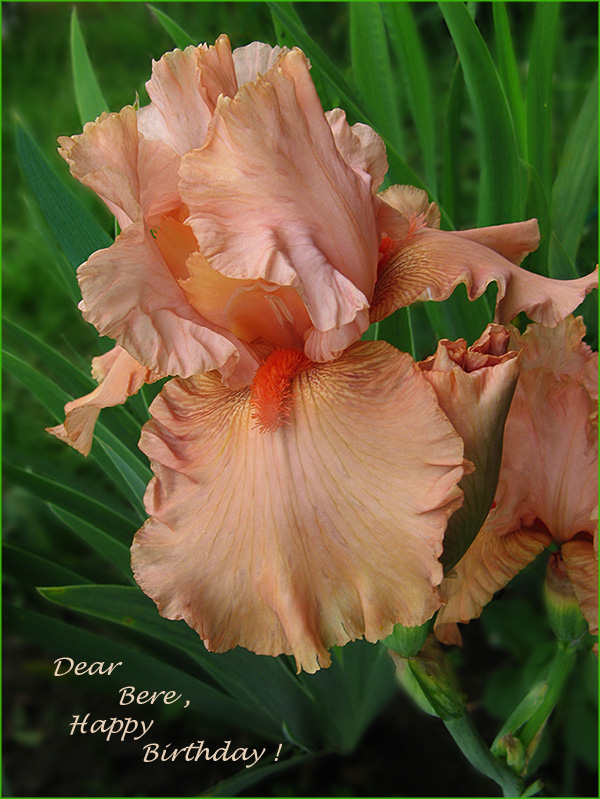 photo "for Bere" tags: nature, flowers