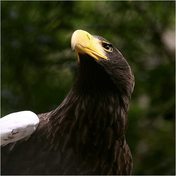 photo "***" tags: nature, wild animals