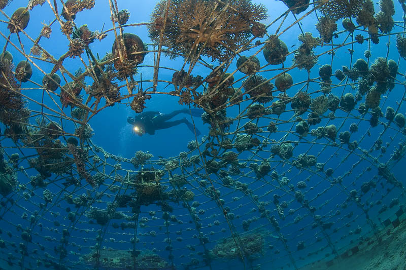 photo "Coral Web" tags: underwater, 