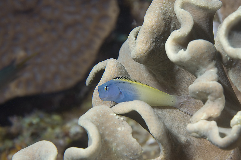 photo "Couch for Blenny" tags: underwater, 