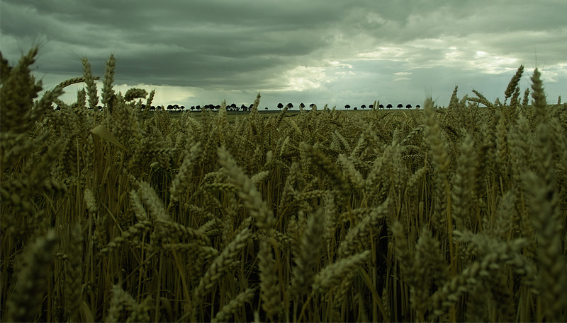 photo "... catcher in the wheat" tags: landscape, 