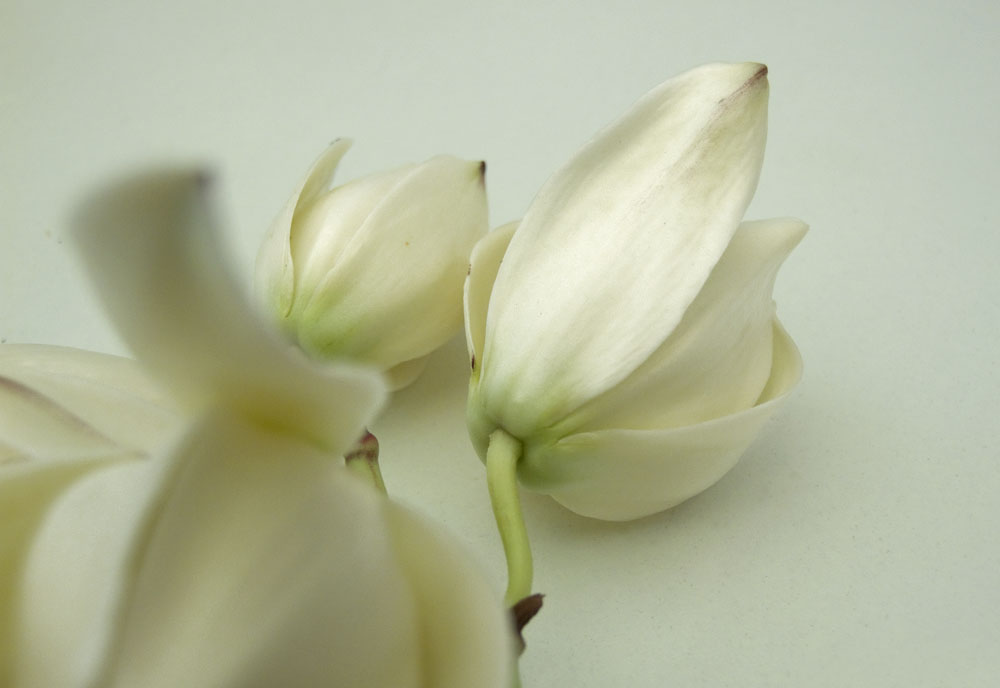 фото "white on white" метки: природа, цветы