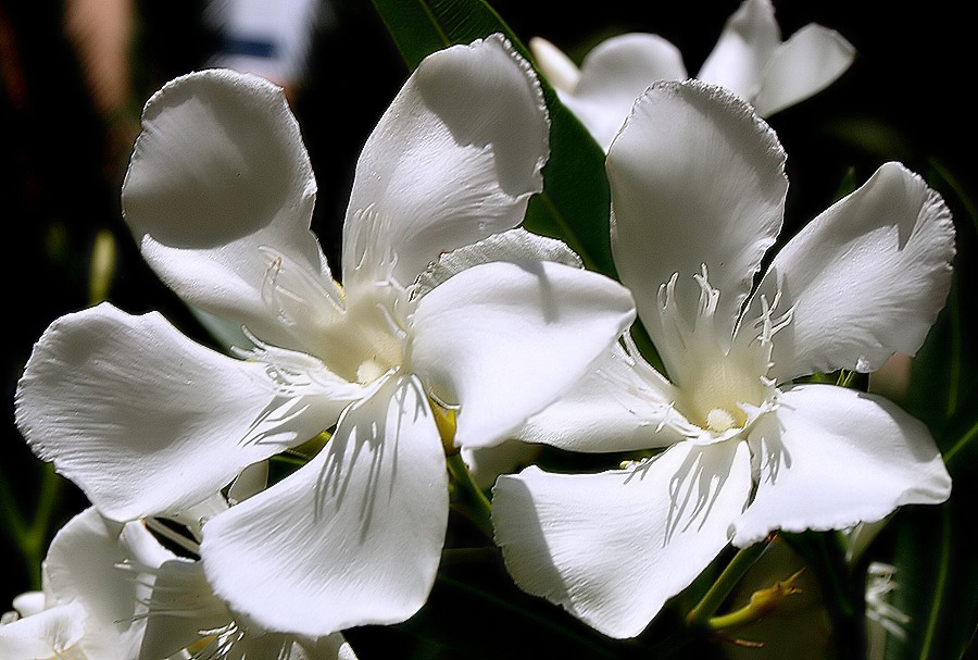 photo "HAPPY BIRTHDAY, MY DEAR BERE!!!" tags: nature, flowers