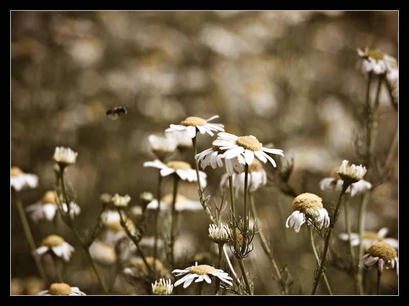 photo "Атака на Ромашки" tags: macro and close-up, nature, flowers