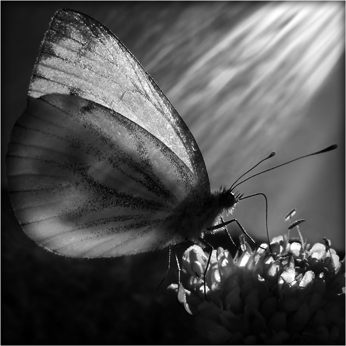 фото "The light is Life" метки: макро и крупный план, природа, насекомое