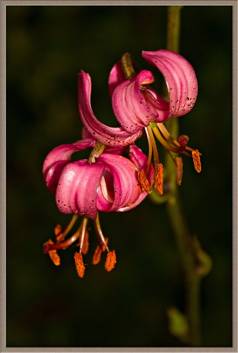 фото "For BereNice" метки: природа, жизнь ФФ, цветы