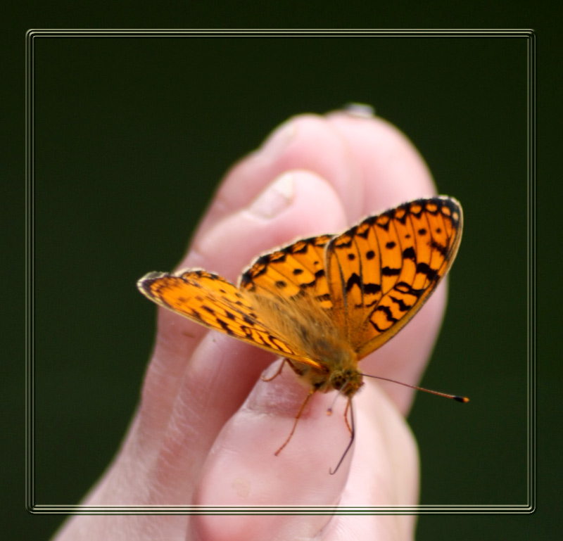 photo "***" tags: nature, insect