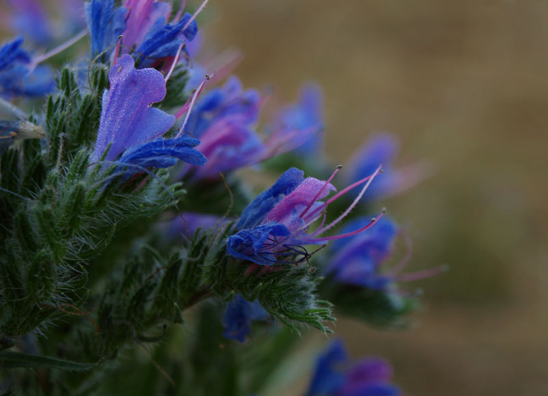фото "Violet" метки: природа, цветы