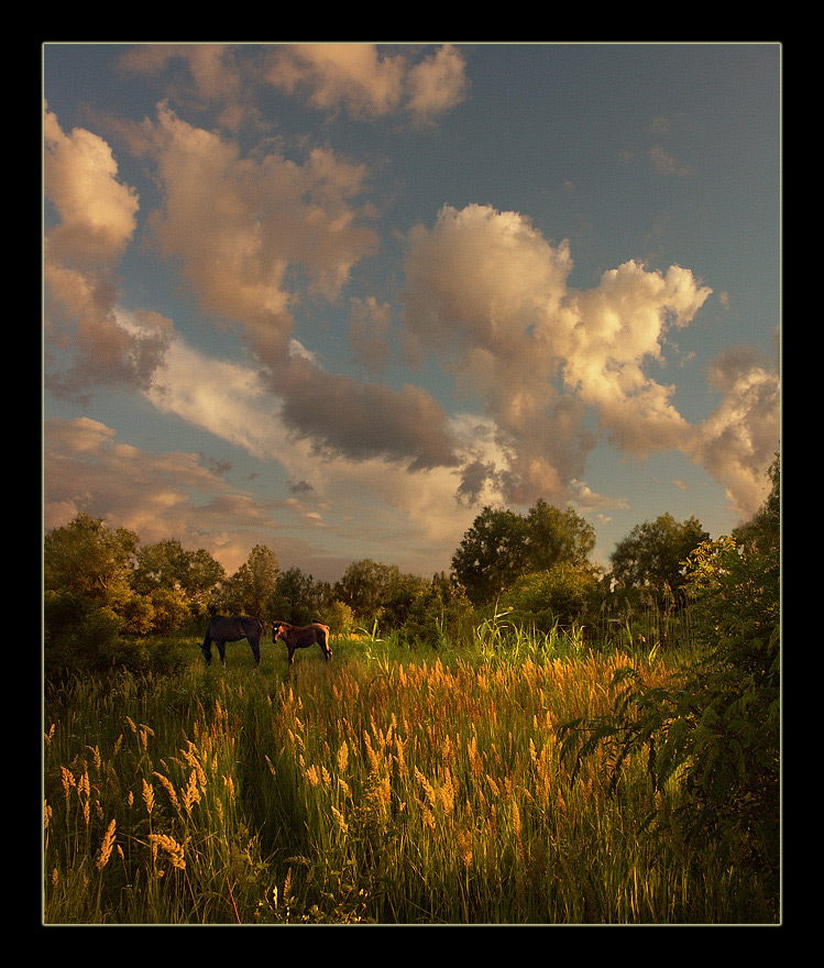 photo "***" tags: landscape, nature, pets/farm animals