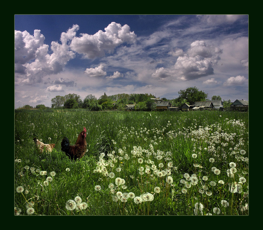 photo "***" tags: landscape, nature, pets/farm animals