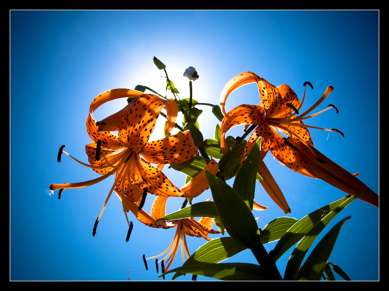 photo "Оранжевая пальма" tags: nature, abstract, flowers