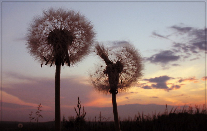 photo "***" tags: landscape, summer