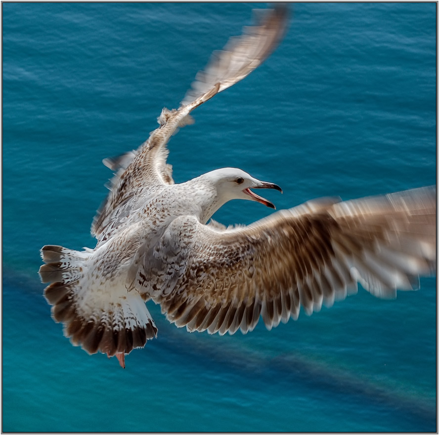 photo "flight" tags: nature, wild animals