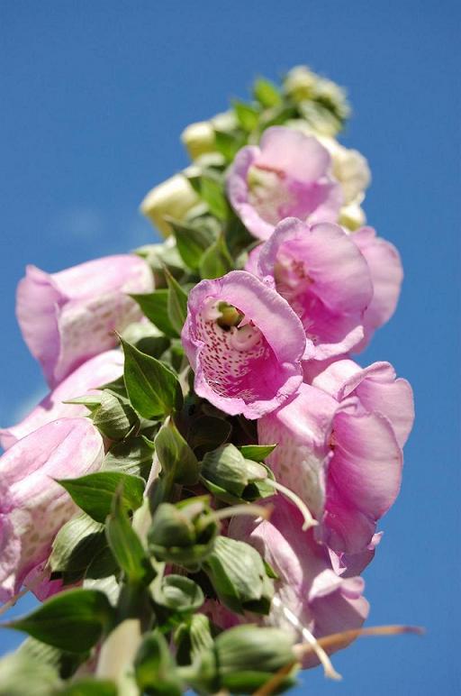 photo "***" tags: nature, macro and close-up, flowers