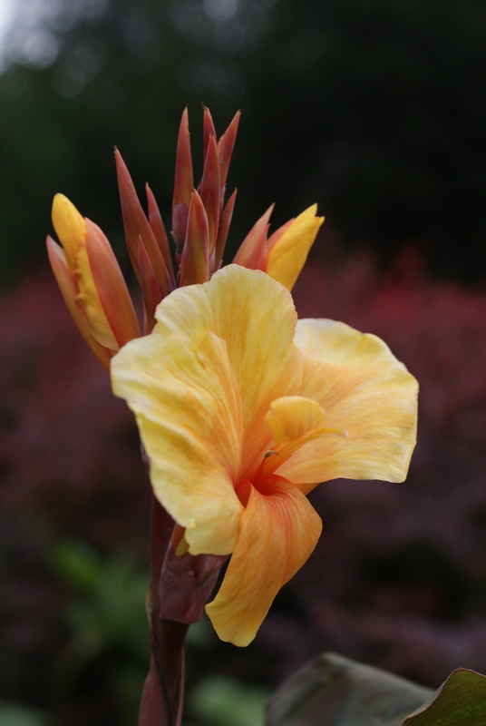 photo "***" tags: nature, flowers