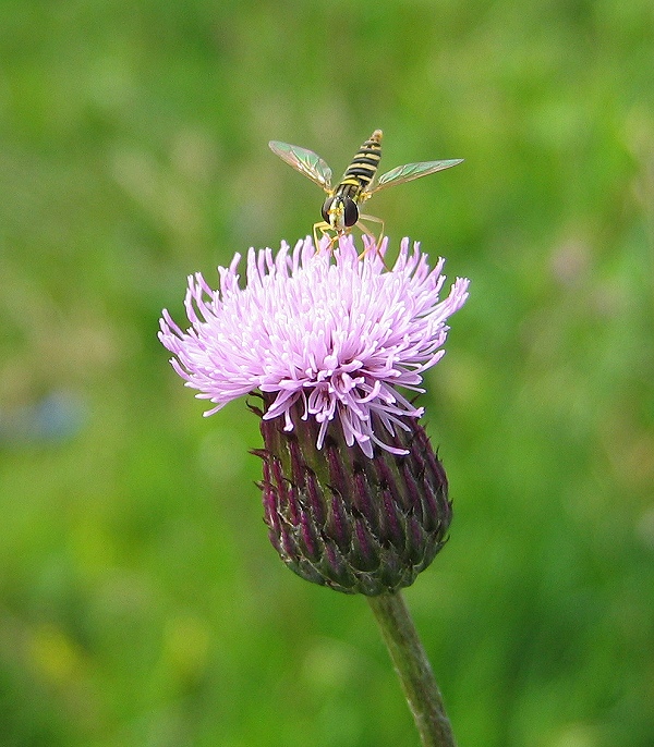 photo "***" tags: nature, macro and close-up, insect