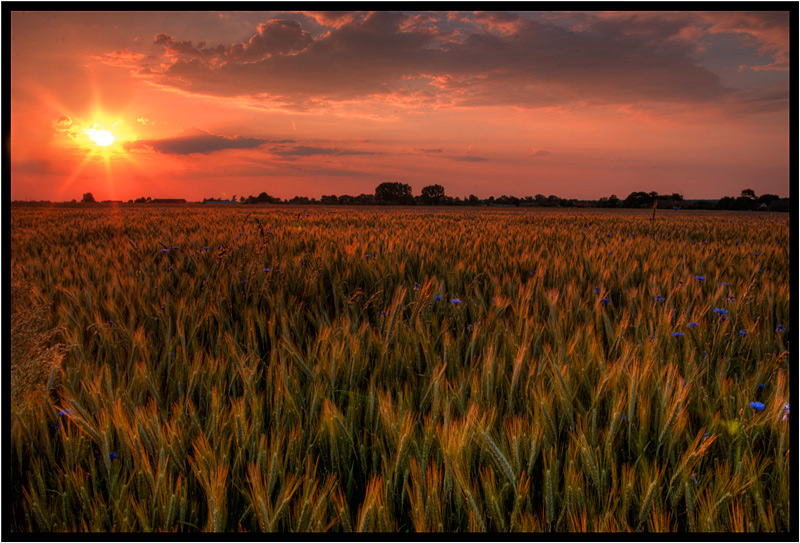 photo "Barley" tags: landscape, sunset