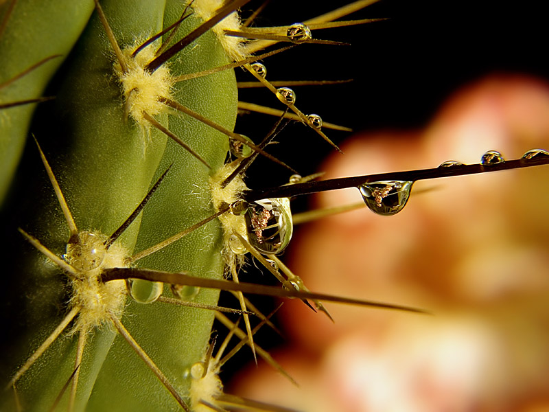 photo "***" tags: macro and close-up, 