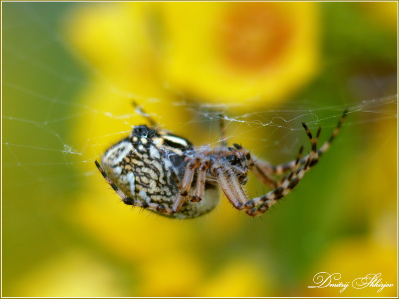 photo "***" tags: nature, macro and close-up, insect