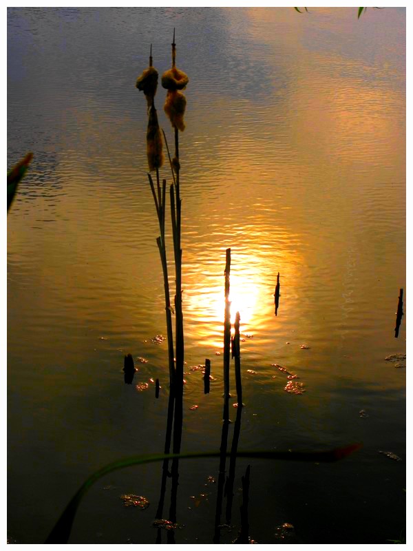 photo "sun in the water" tags: landscape, sunset, water