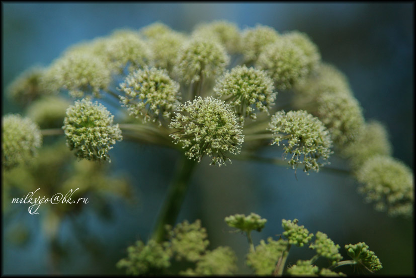 photo "***" tags: nature, flowers