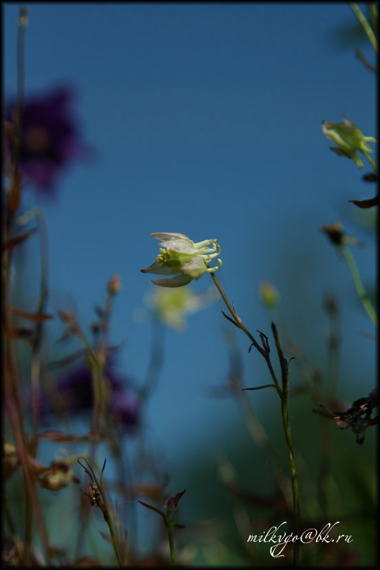 photo "***" tags: nature, flowers