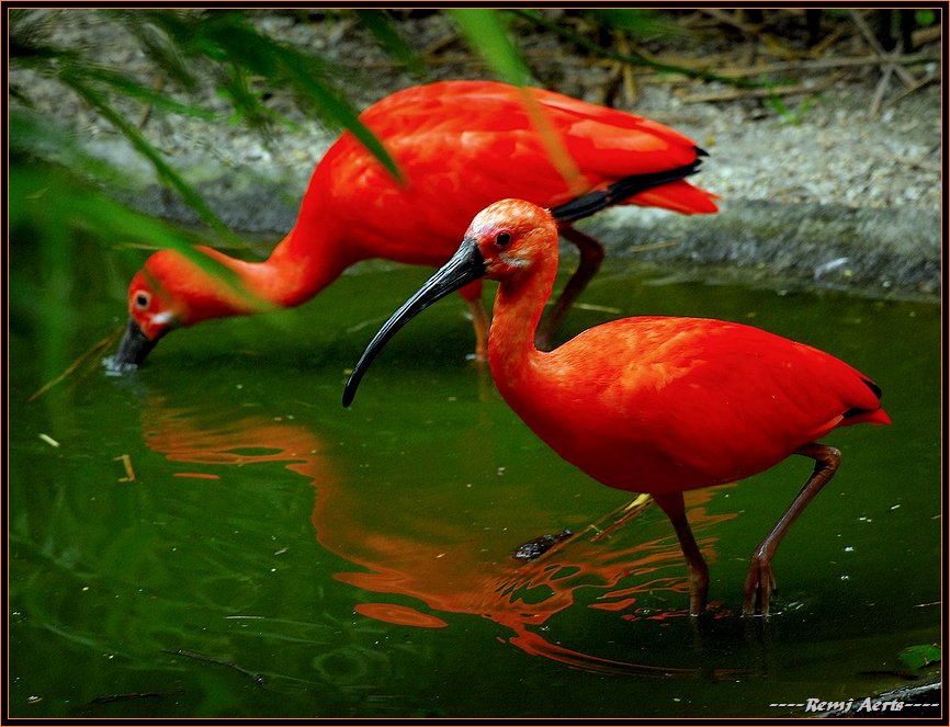 photo "colorfull birds" tags: nature, pets/farm animals