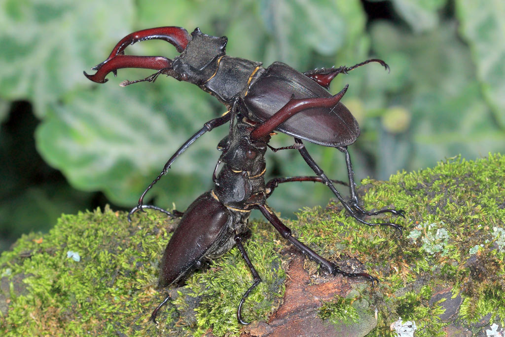 фото "Бой жуков-оленей" метки: макро и крупный план, природа, насекомое