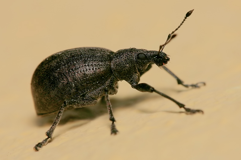 photo "***" tags: macro and close-up, nature, insect