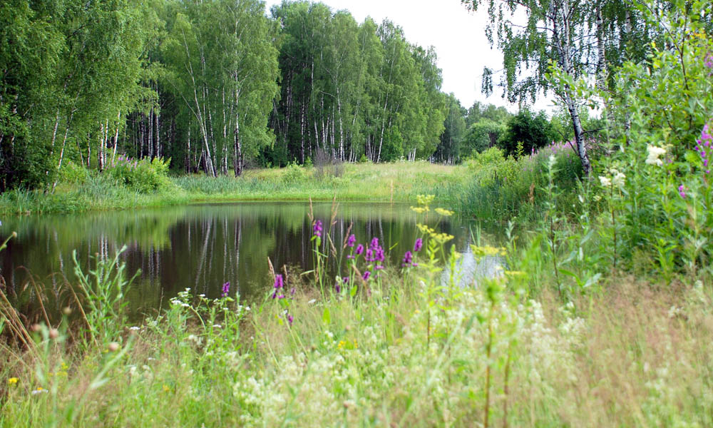 фото "Лето" метки: , 