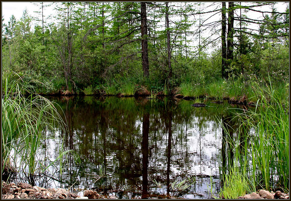 photo "Timber lake" tags: landscape, water