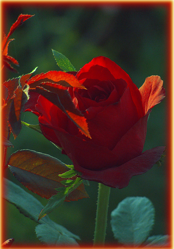 photo "***" tags: nature, flowers