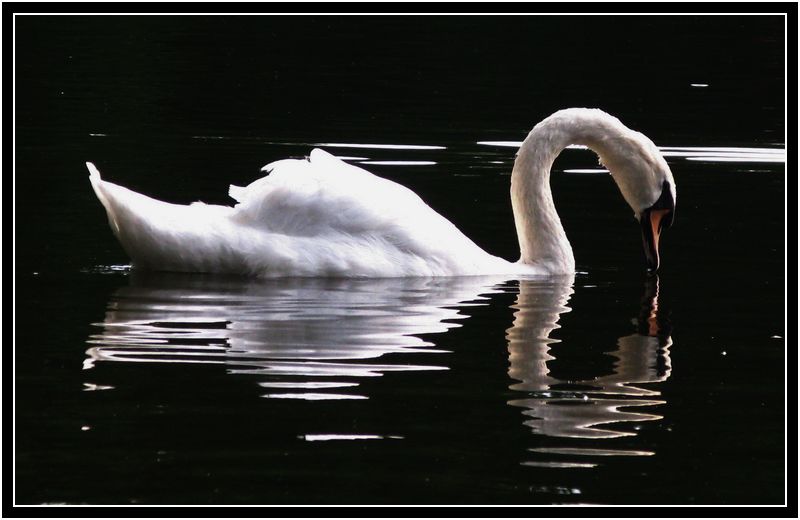 photo "The Swan" tags: nature, wild animals