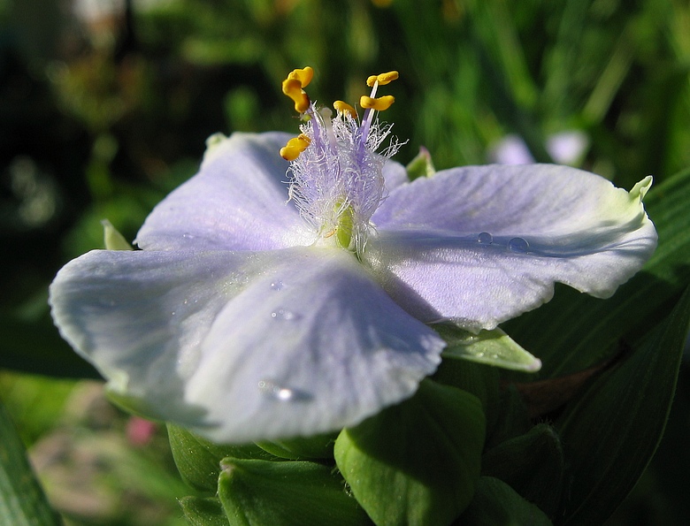 photo "***" tags: nature, macro and close-up, flowers