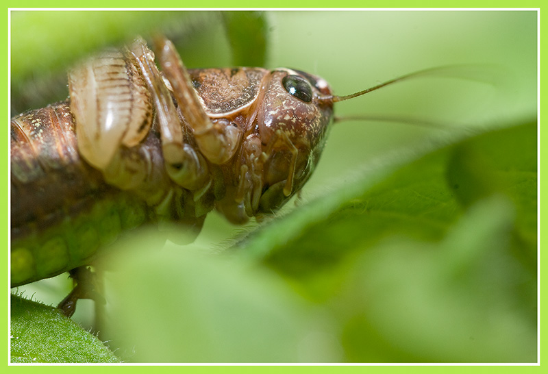 photo "***" tags: nature, macro and close-up, insect