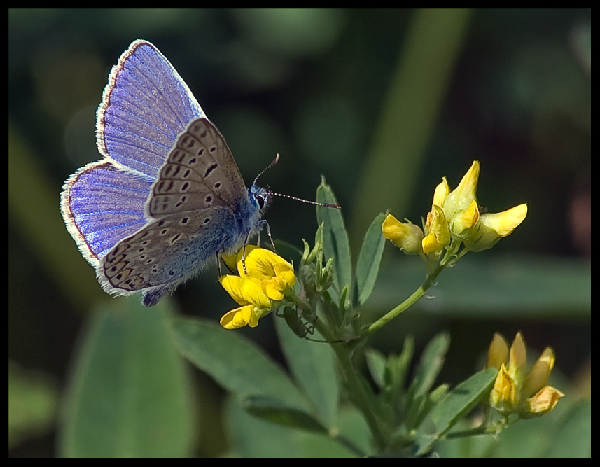 photo "***" tags: nature, flowers, insect