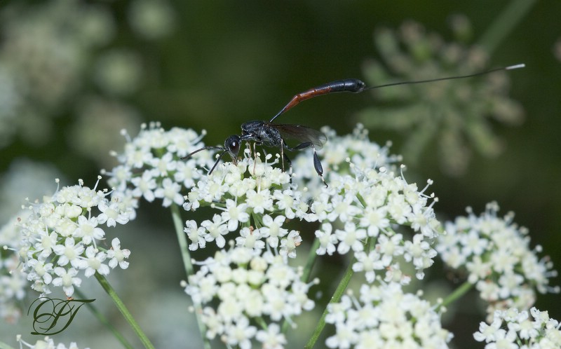 photo "***" tags: macro and close-up, 