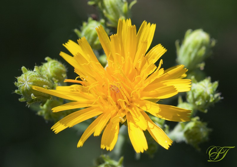 photo "***" tags: nature, macro and close-up, flowers