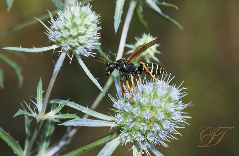 фото "Take-off" метки: природа, макро и крупный план, насекомое