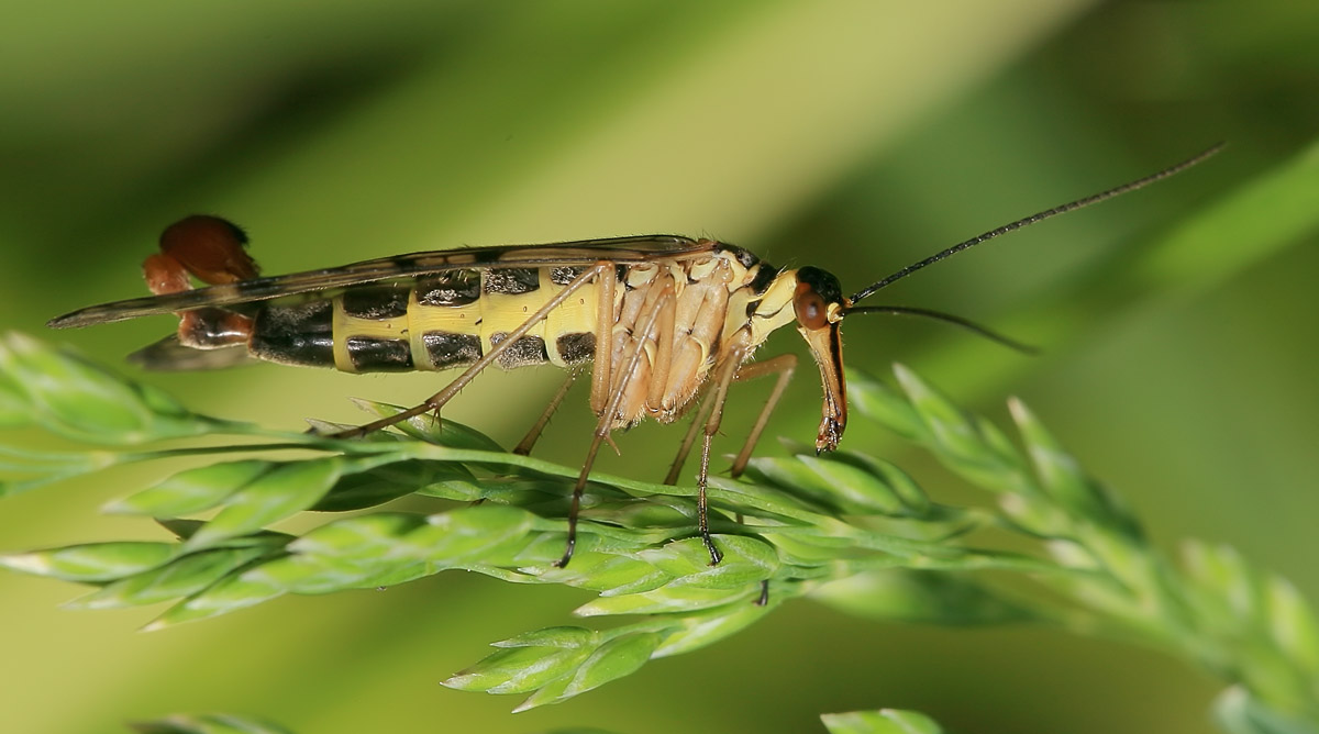 photo "***" tags: macro and close-up, nature, insect