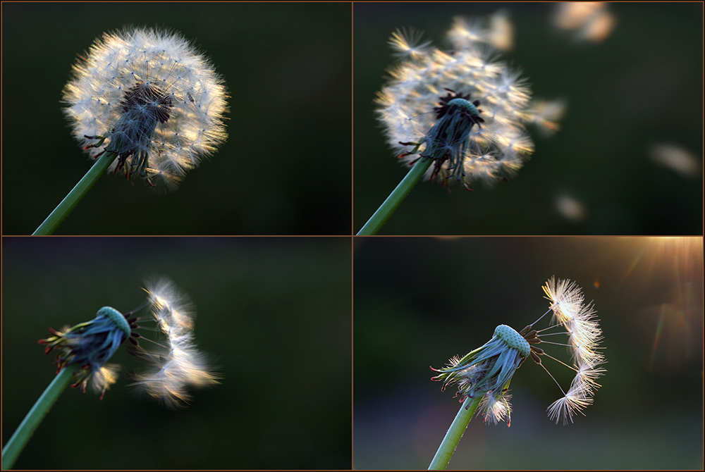 photo "Breeze." tags: macro and close-up, misc., 