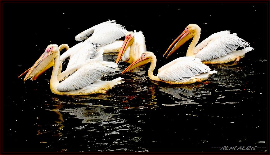 photo "family pelican" tags: nature, reporting, wild animals