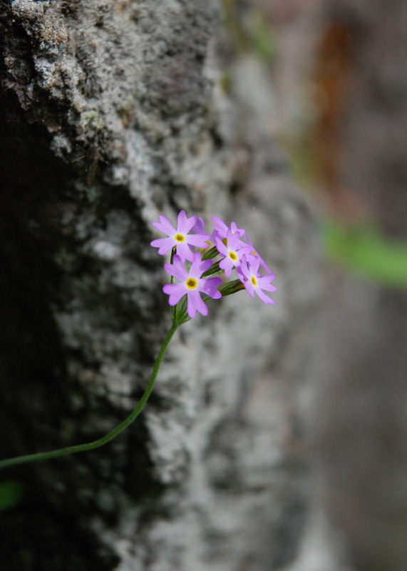 photo "***" tags: nature, flowers