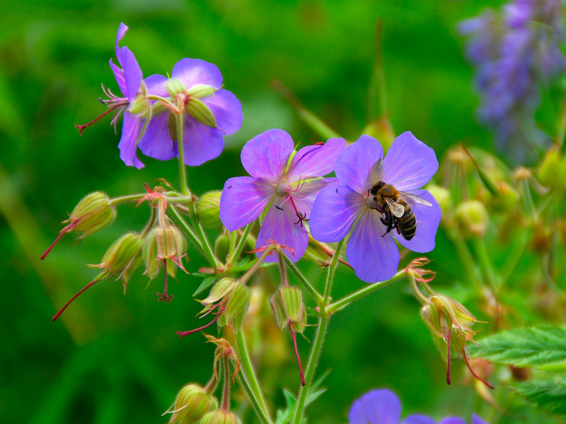 photo "***" tags: nature, 