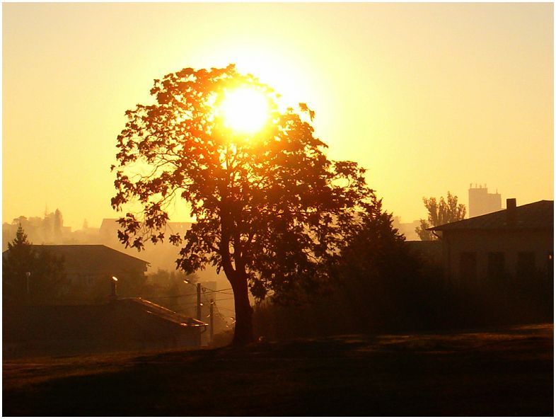 photo "the tree" tags: landscape, sunset