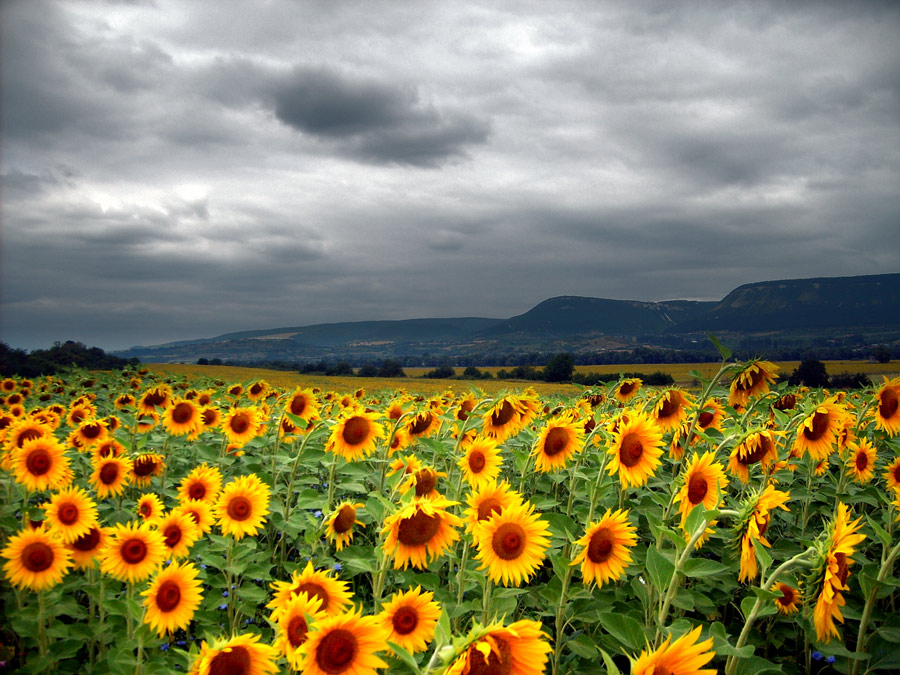 photo "Smile!" tags: nature, landscape, flowers