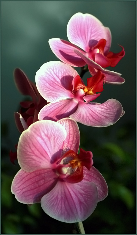 фото "Орхидеи" метки: природа, цветы