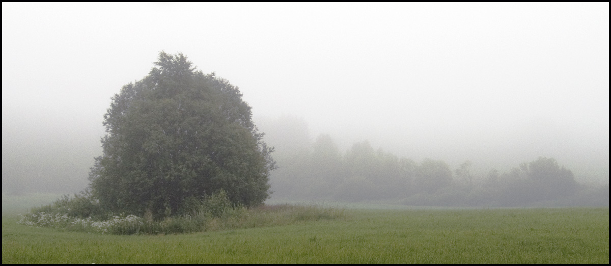 photo "Evening Fog" tags: landscape, forest