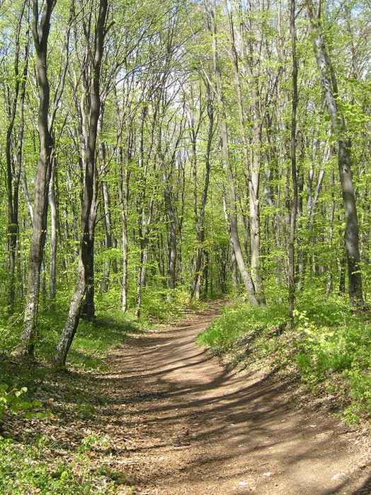 photo "The Long and Winding Road" tags: landscape, forest