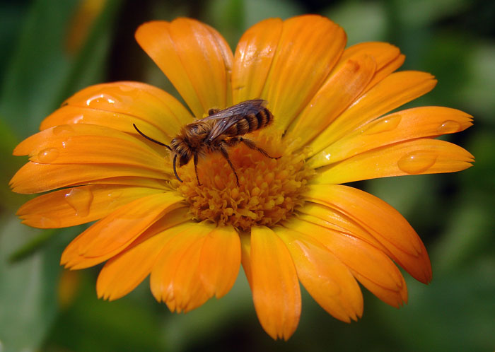 photo "***" tags: nature, flowers, insect